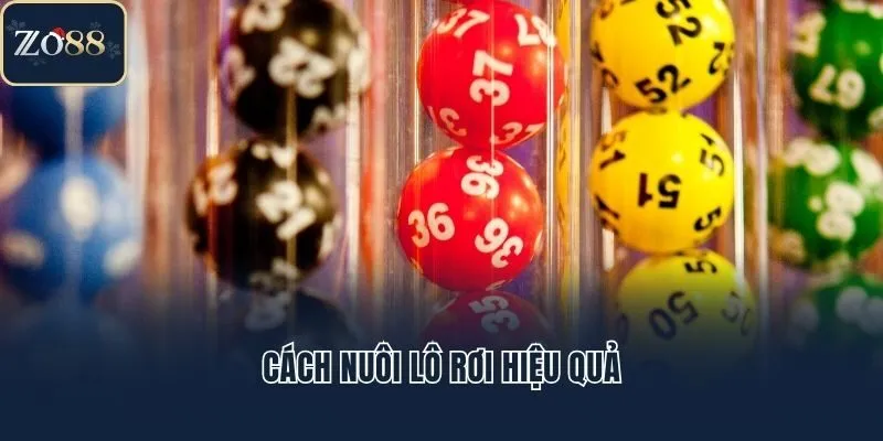 Cách nuôi lô rơi hiệu quả